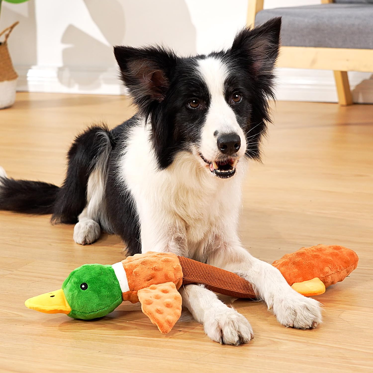 Sedioso duck toy tug-of-war-action invites active bonding sessions.