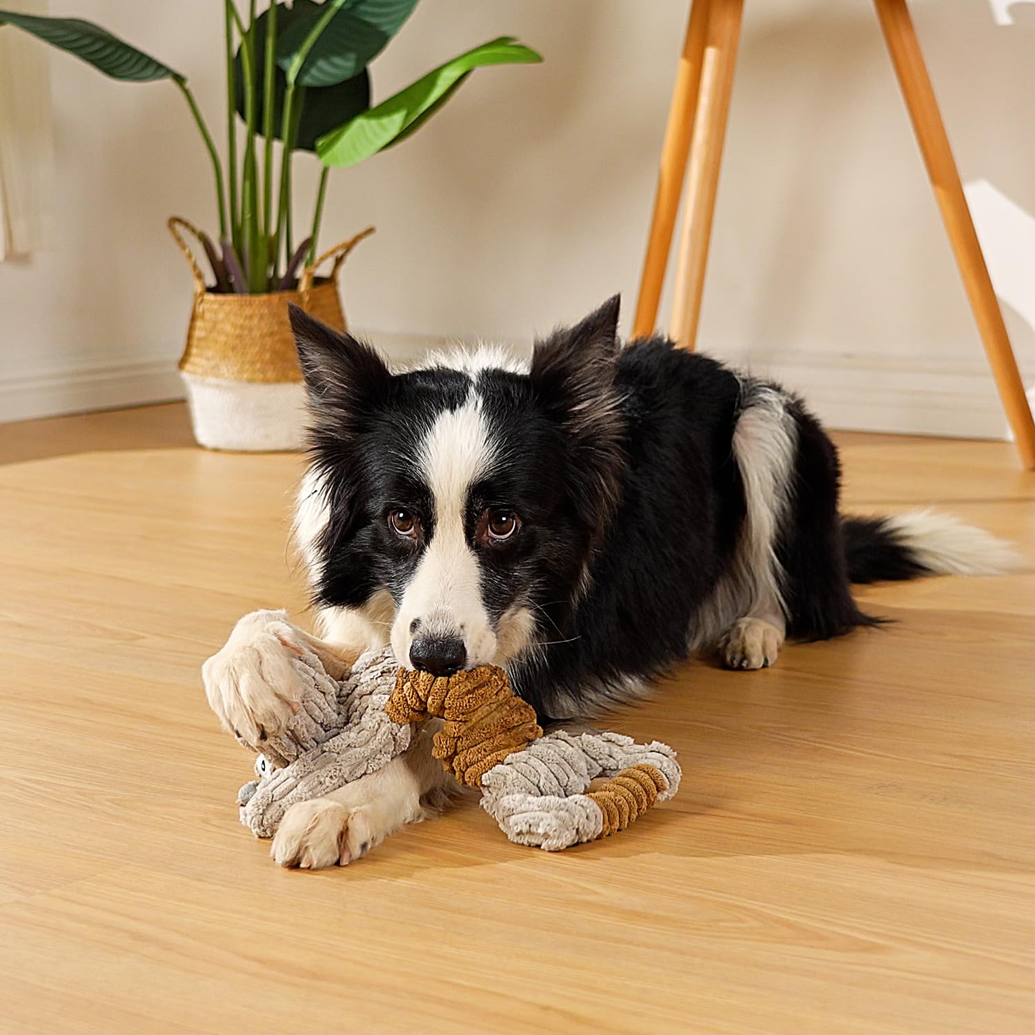 Sedioso Durable Large-Breed Toy: for robust play.