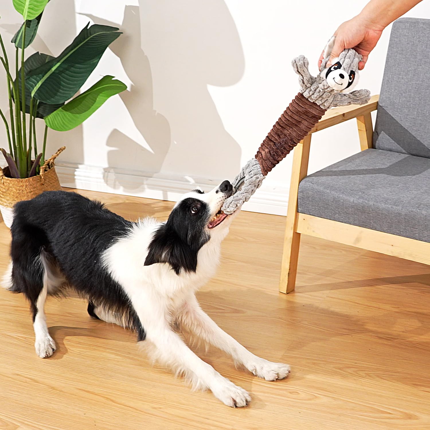 Sedioso Tug of War dog toy demonstrates suitability for dogs of all sizes.