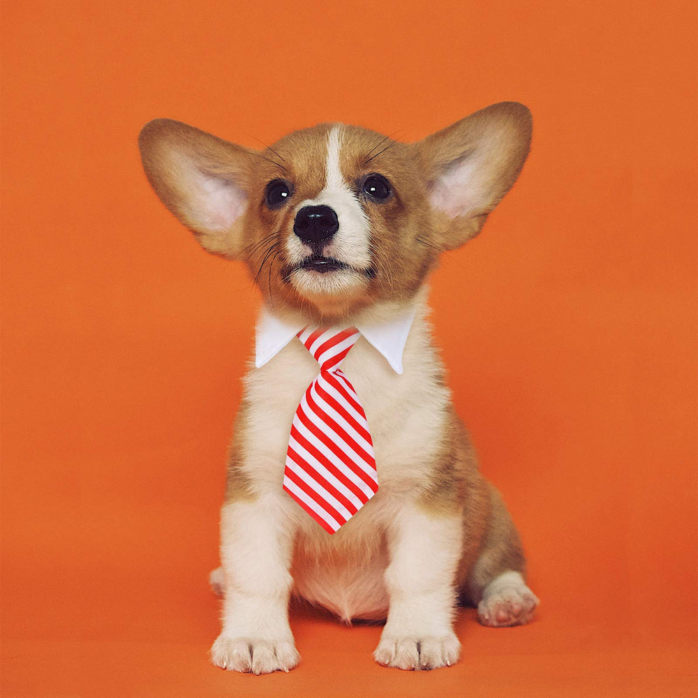 Segarty cat ties pack daily-use setup ready for everyday wear.