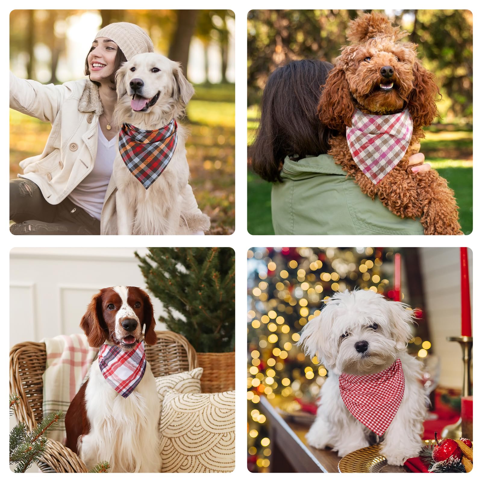 Segarty grooming studio setup featuring these scarves for refined pet looks.