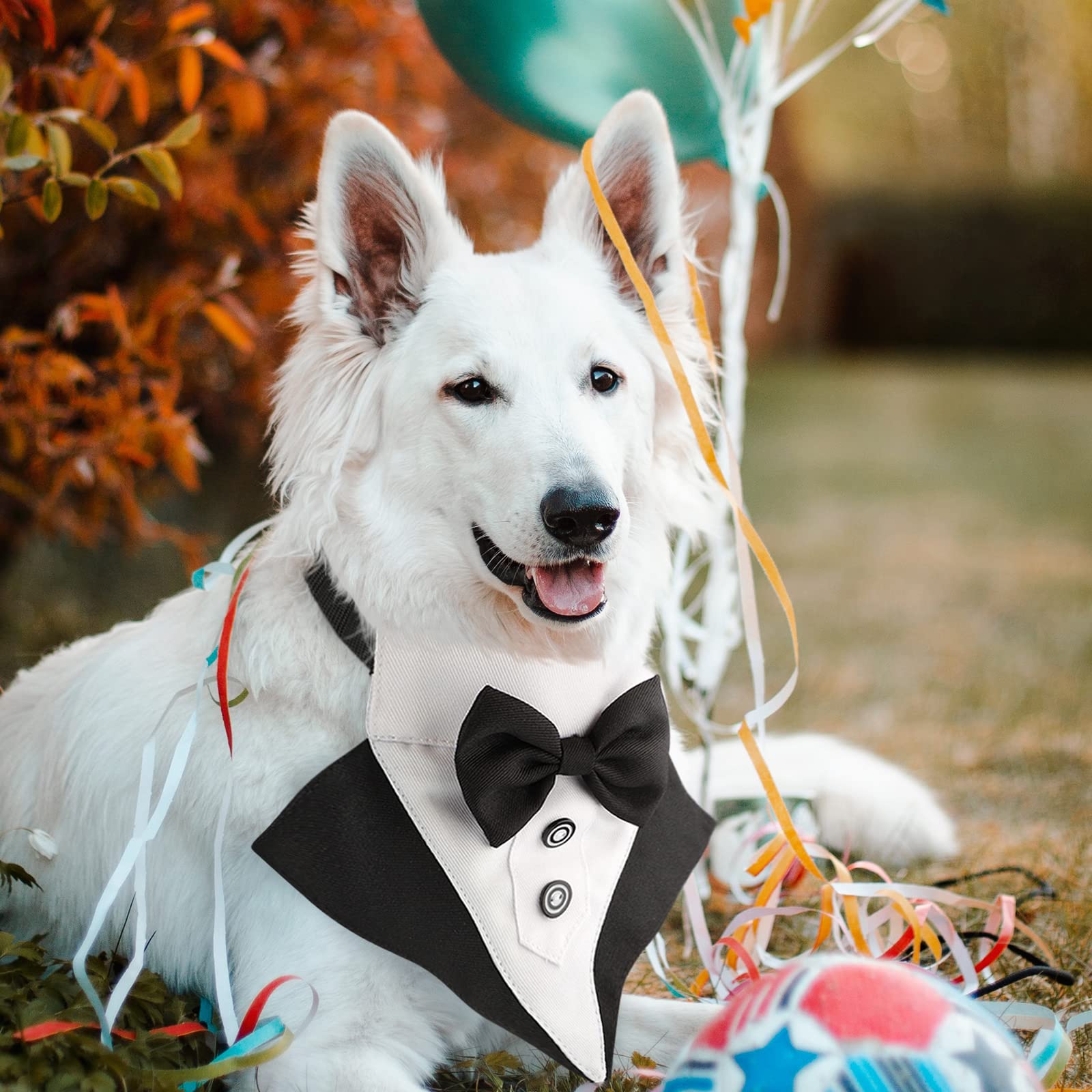 Segarty photogenic pet attire for events and photos.