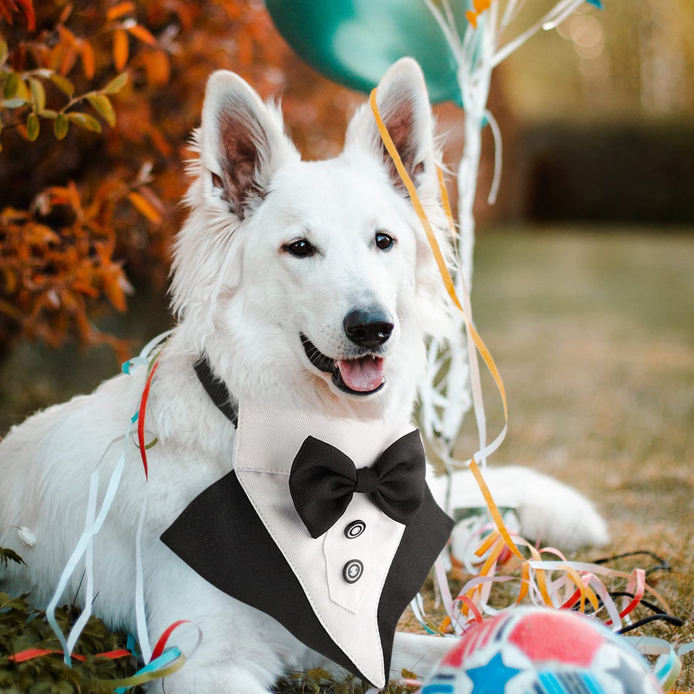 Segarty photogenic pet attire for events and photos.