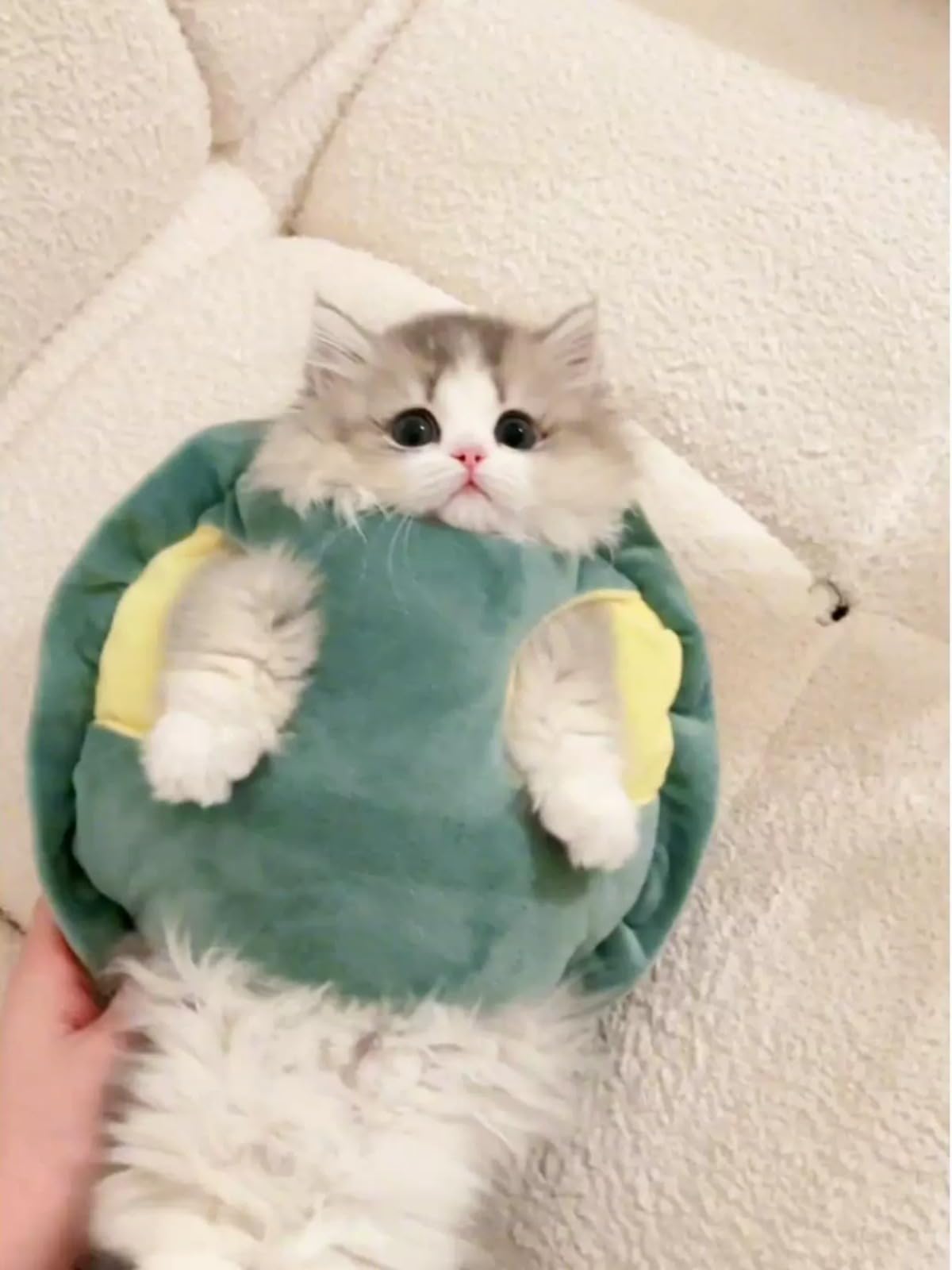 Selena cosplay fun for pets during dress-up.