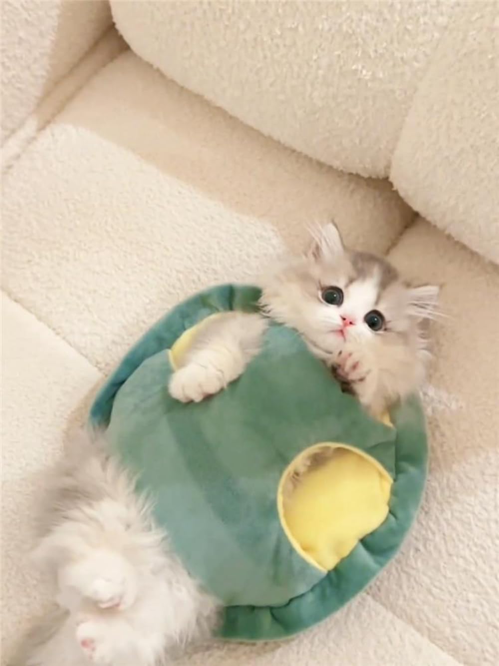 Selena kawaii pet-costume turtle-shell, ready for photos and daily wear.