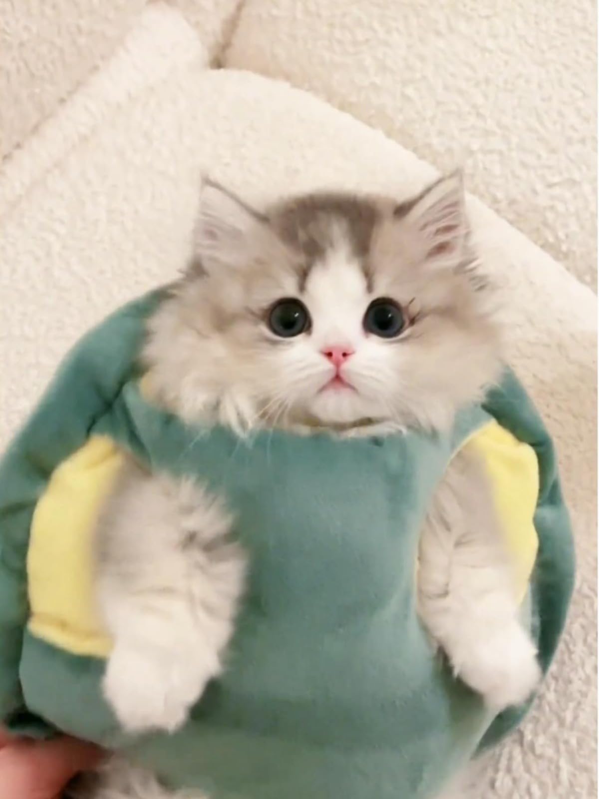 Selena small size turtle shell costume on petite pet