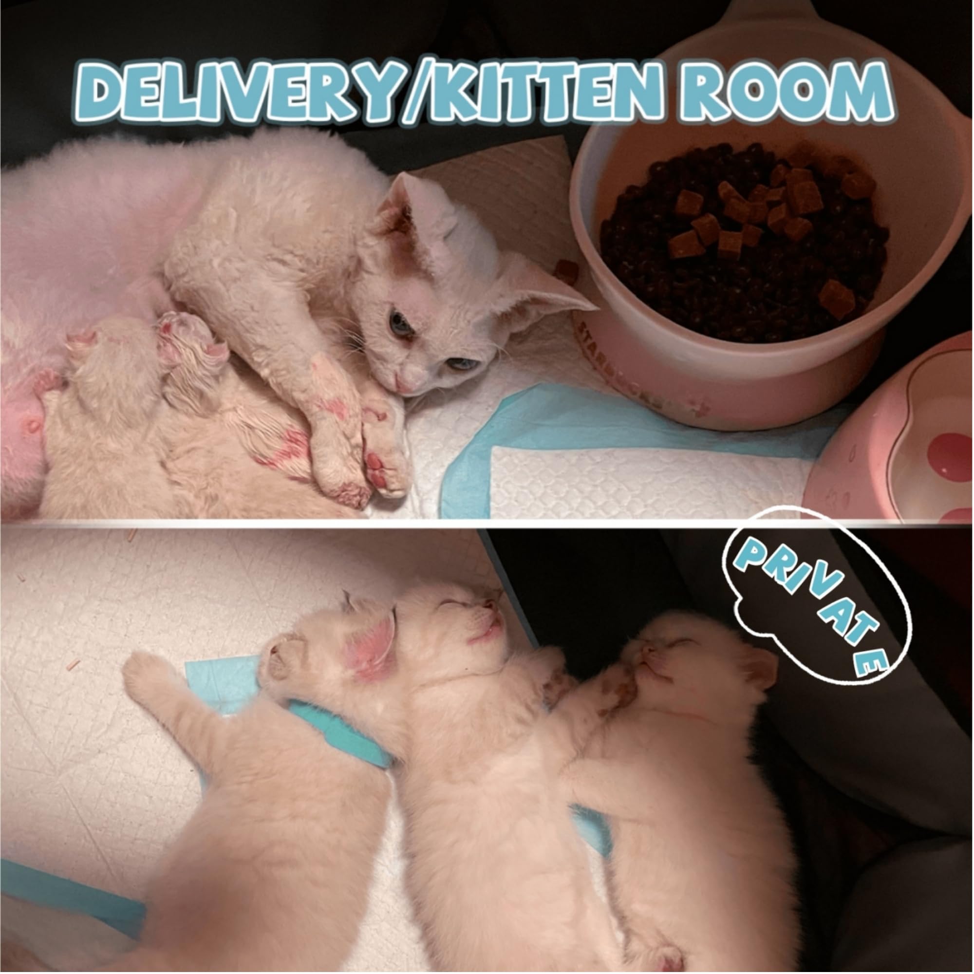 SENCONE interior space in the pet playpen suitable for kittens