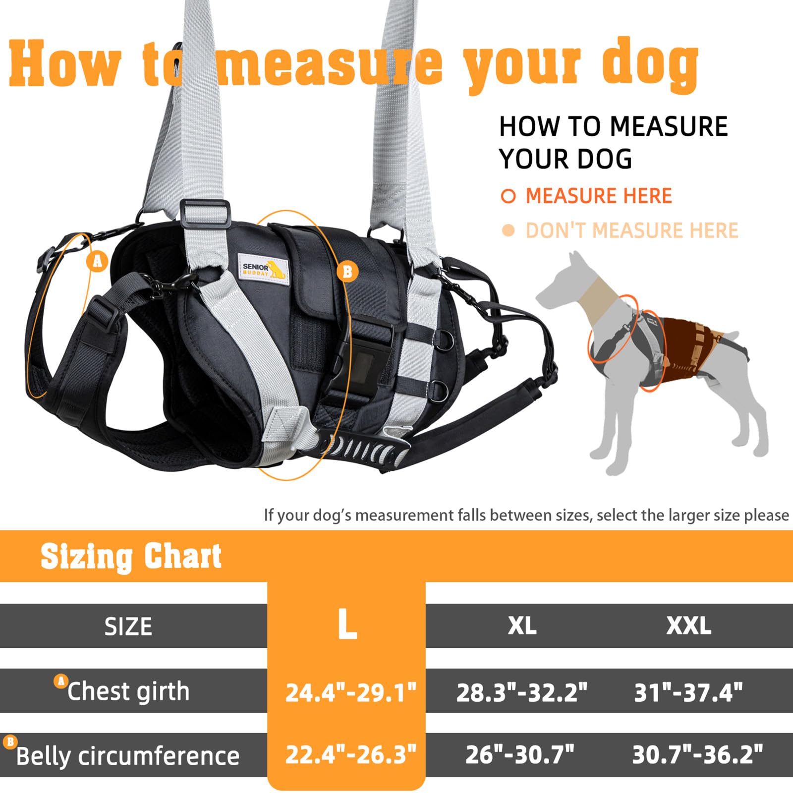 Senior Budday dog gait with support harness demonstrates comfortable movement during hiking.