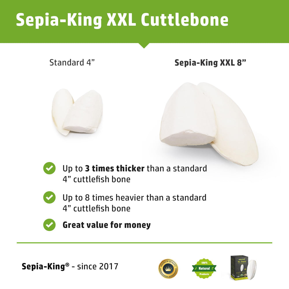 Sepia King xl cuttlebone attached to perch area for easy bird access and enrichment.