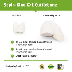 Sepia King xl cuttlebone attached to perch area for easy bird access and enrichment.