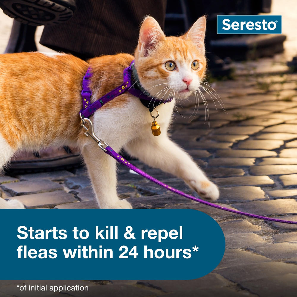 Cat wearing Seresto collar during bath demonstrates durable stay-in-place design.