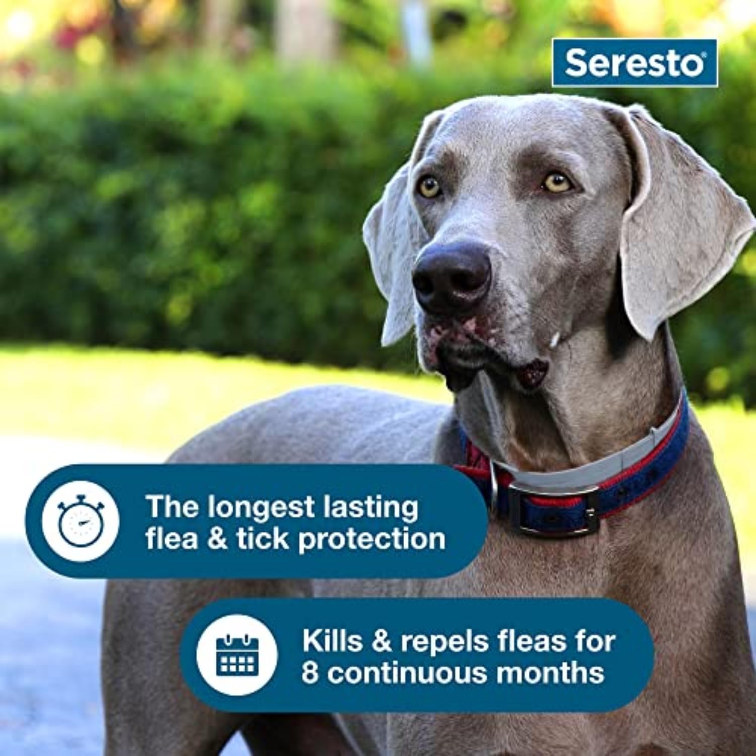 Seresto collar closeup emphasizes an odorless, comfortable design.
