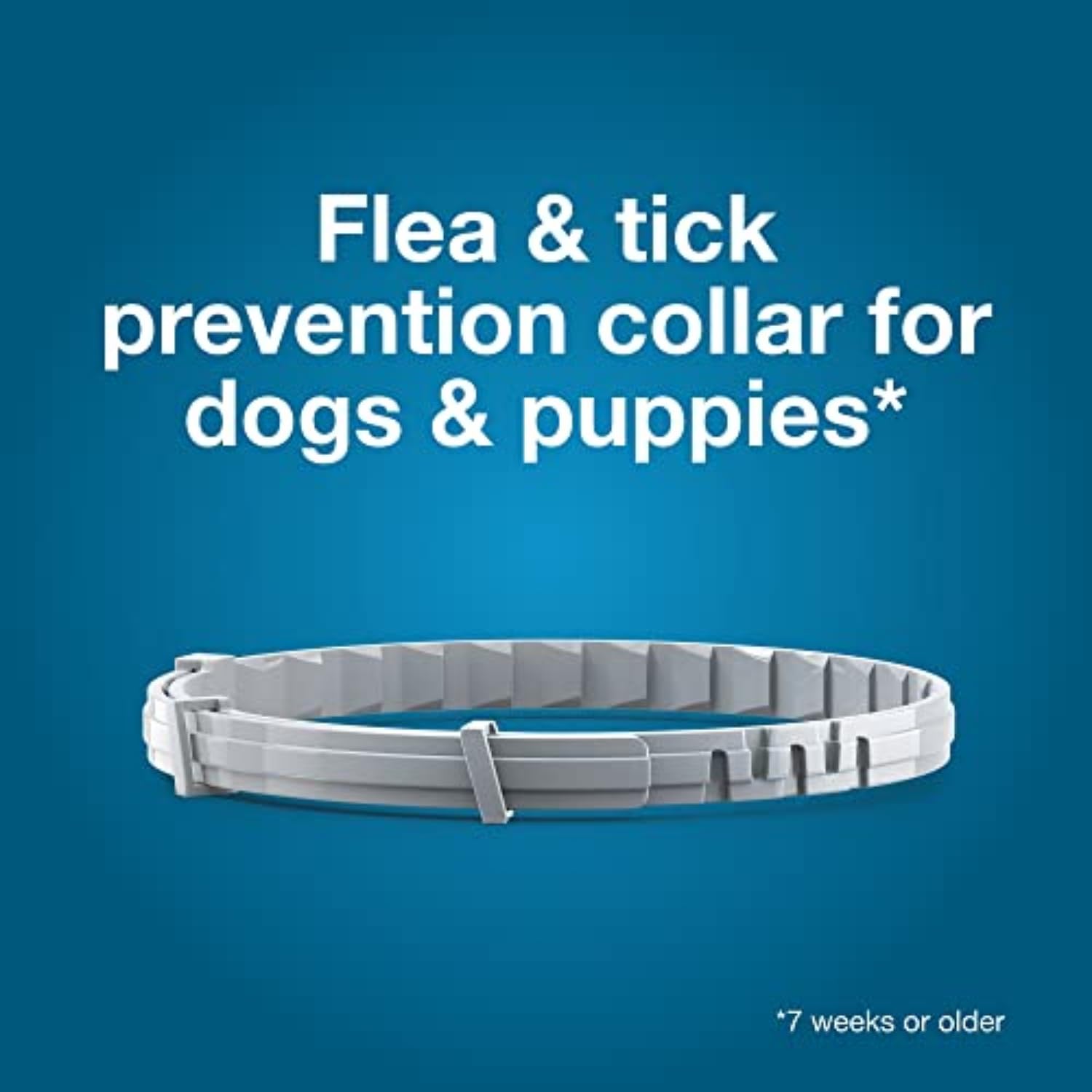Seresto collar on a dog in light rain demonstrates water resistance.