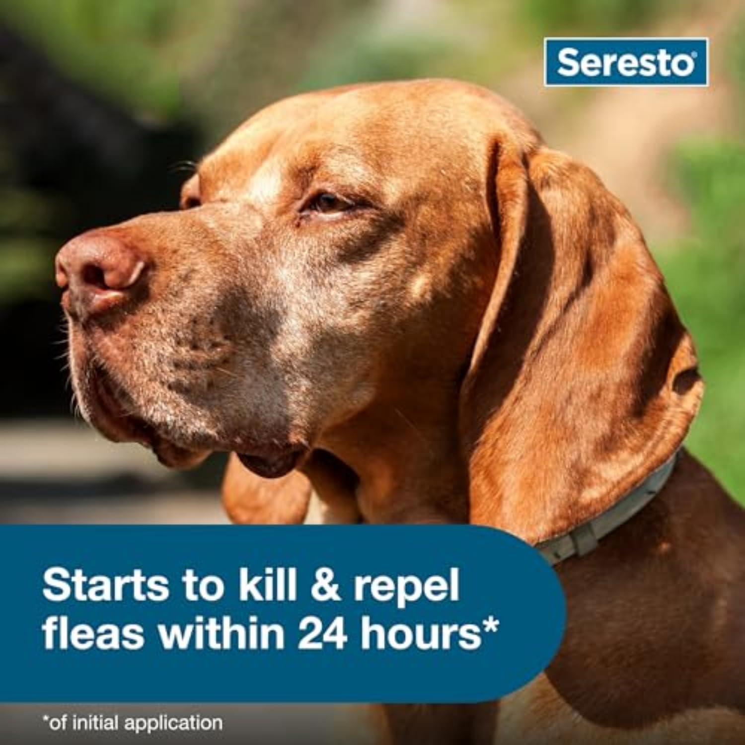 Seresto packaging on display communicates vet-recommended protection details.