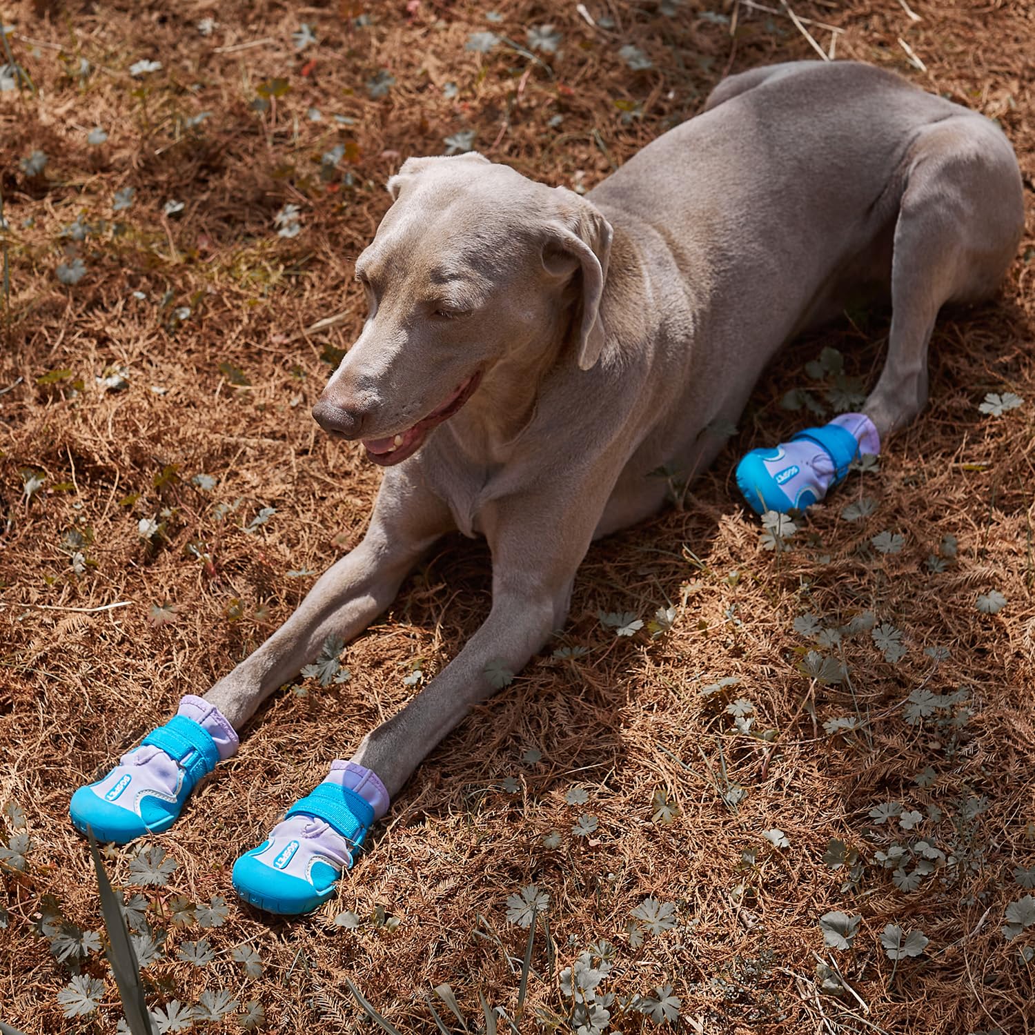 SGSPET dog shoes blue reflective strips boost visibility during night walks