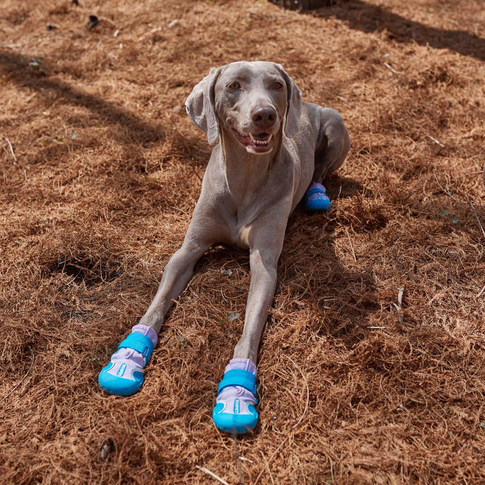 SGSPET dog shoes durable PU upper details boost longevity and everyday comfort