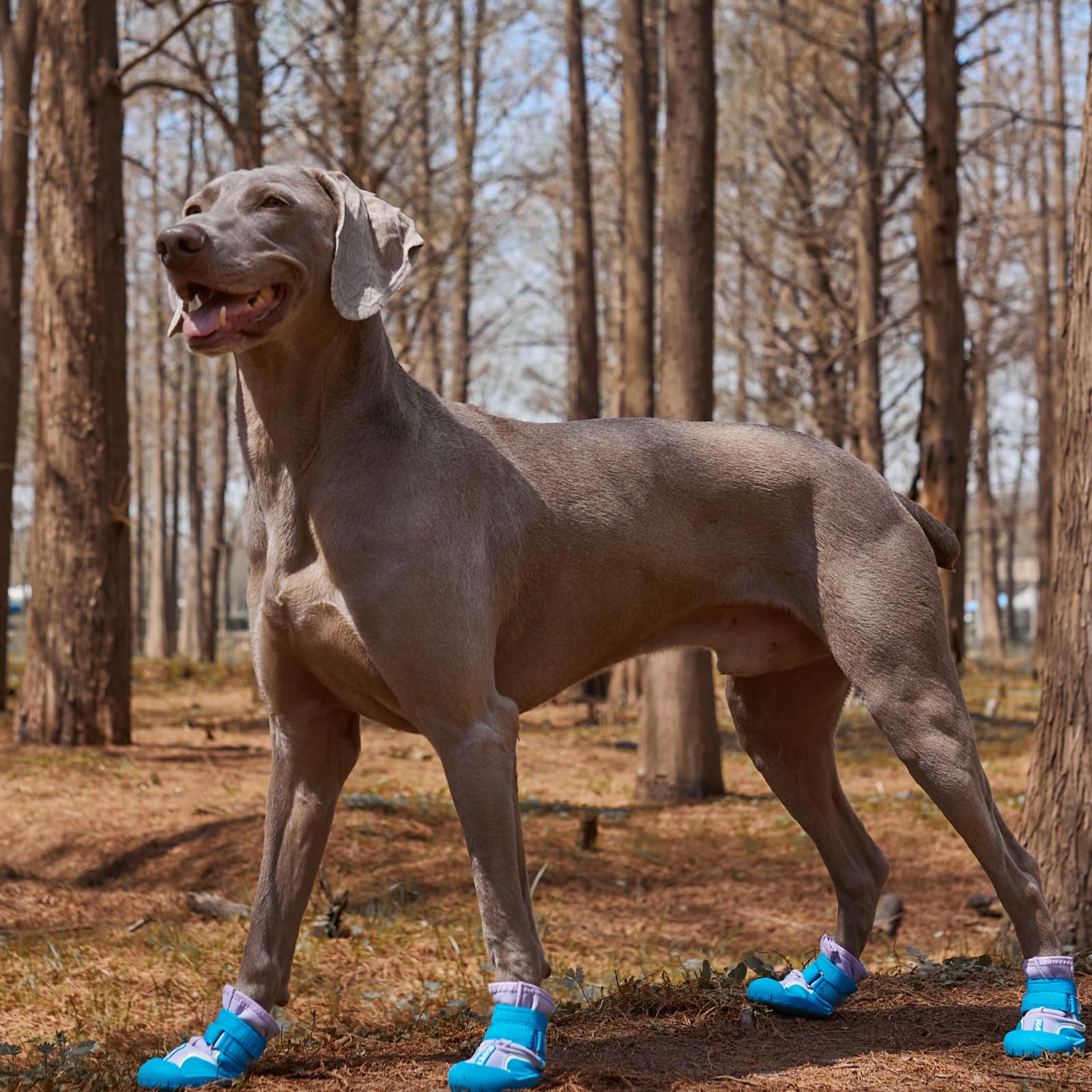SGSPET dog shoes reflective leather Velcro improve nighttime safety and visibility