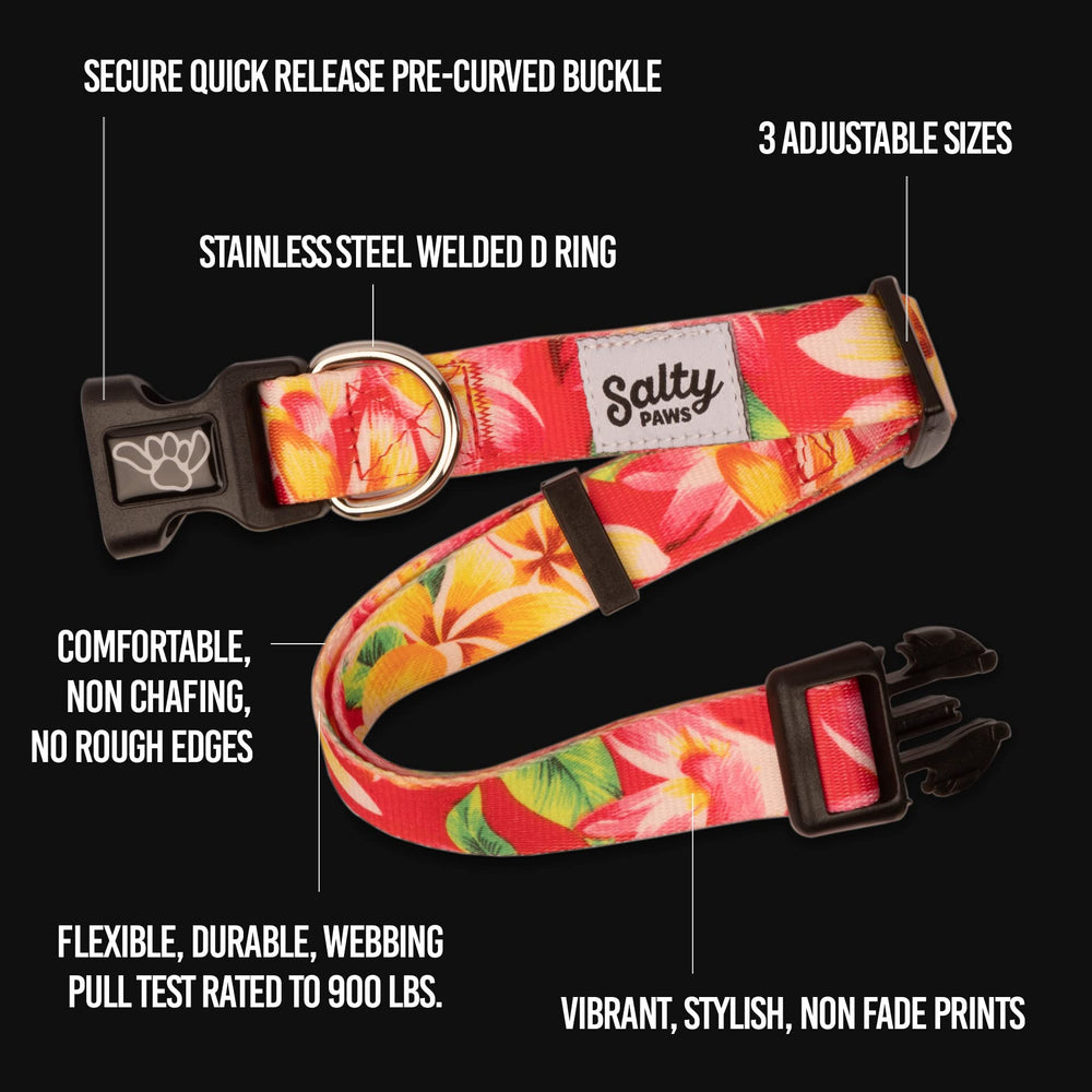 Shaka's Salty Paws stainless-d-ring collar secures leash during outdoor play.