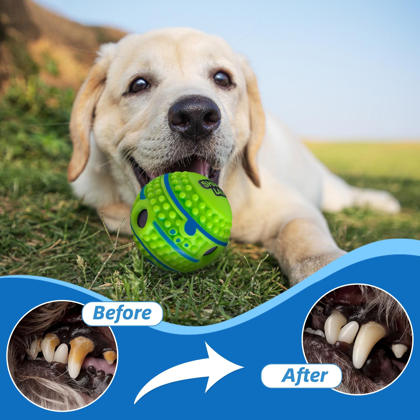 Shake and Laugh spiky-ball training-use supports focus and obedience through interactive play.