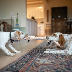 SHARLOVY interactive animal shapes for natural chasing and bonding