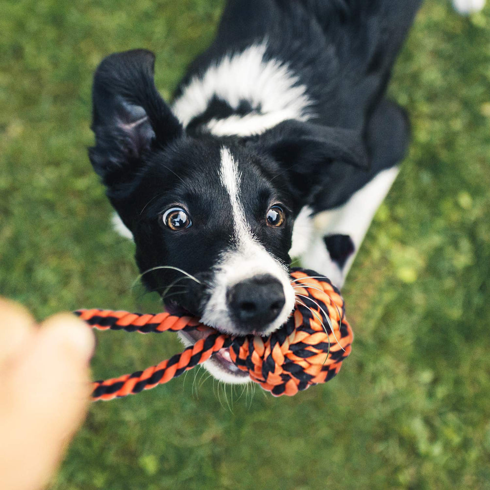 SHARLOVY large-breed toy set delivers variety to curb boredom and boost engagement