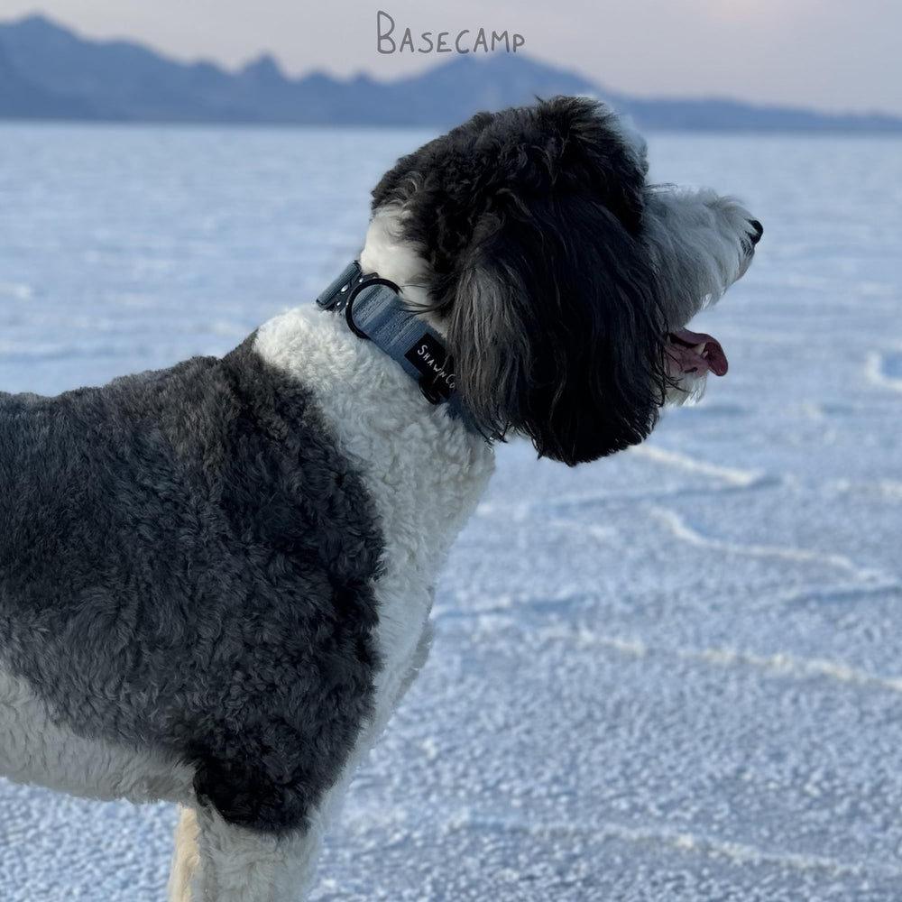 ShawnCo Basecamp size range image shows fit for medium to large dogs