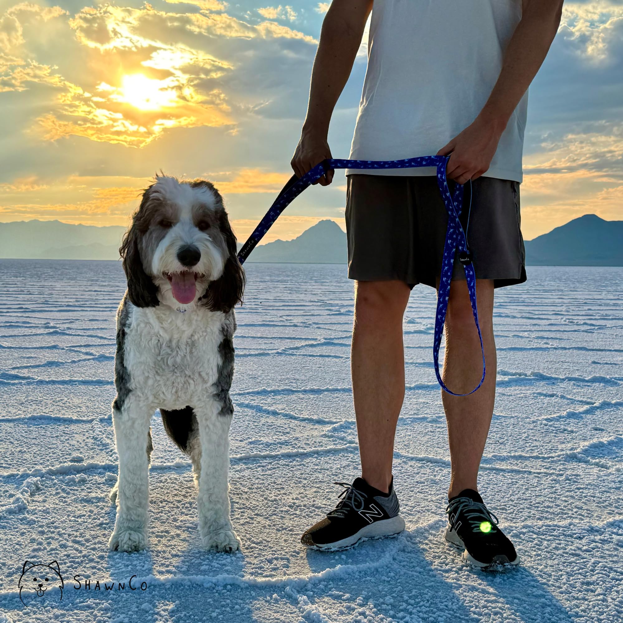 ShawnCo Dream Walk Leash in use during a dog walk emphasizes safe, enjoyable outings