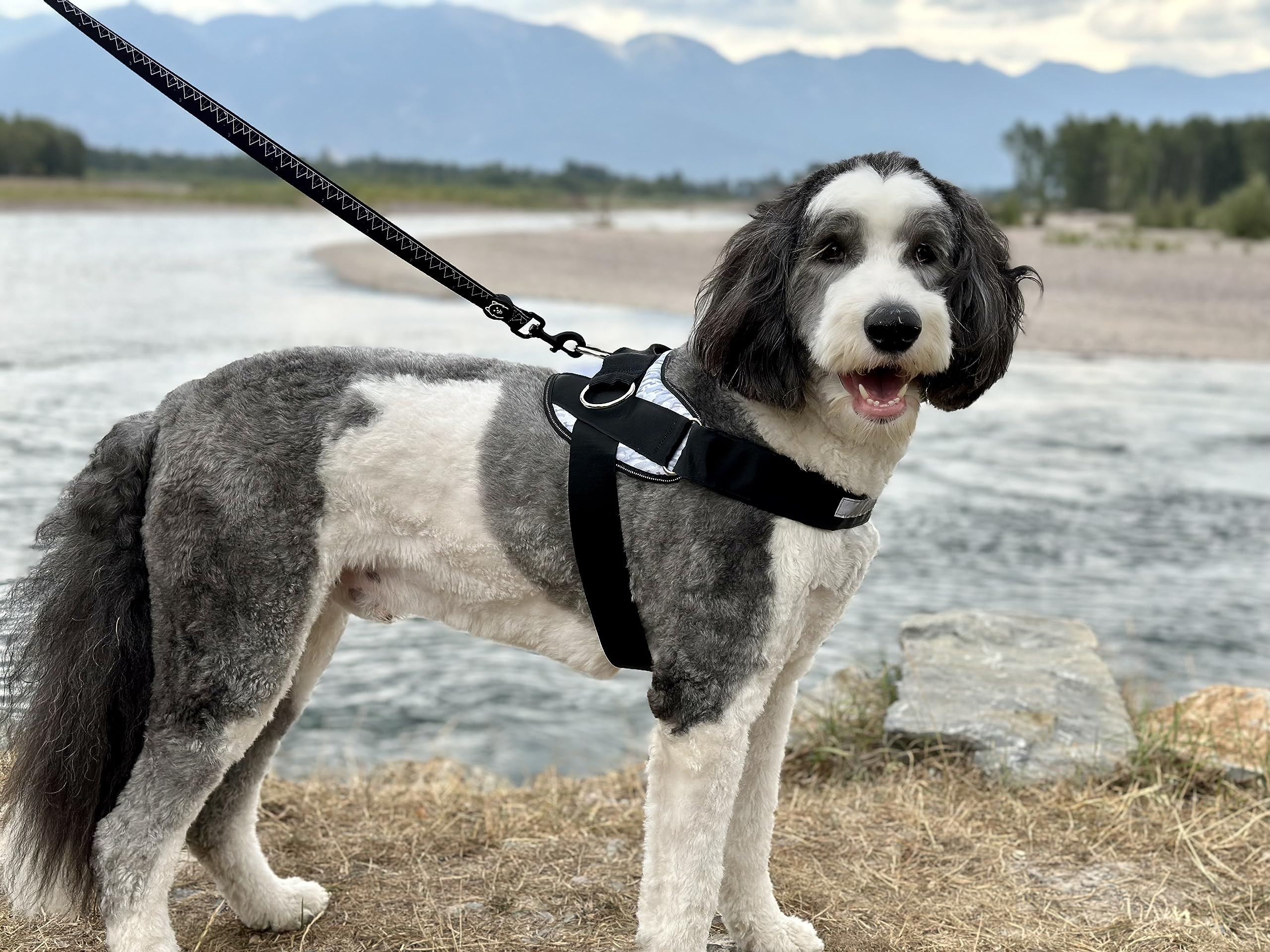 ShawnCo Essential Dog Harness breathable-mesh underside suggests all-day comfort during adventurous outings.