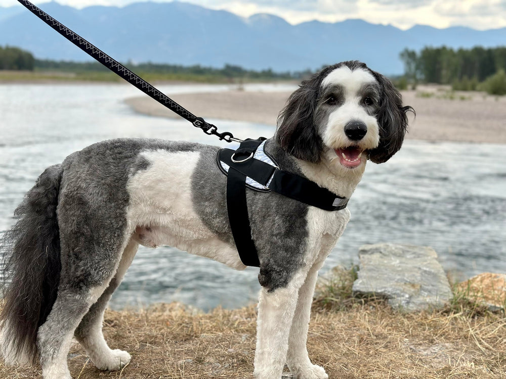 ShawnCo Essential Dog Harness breathable-mesh underside suggests all-day comfort during adventurous outings.
