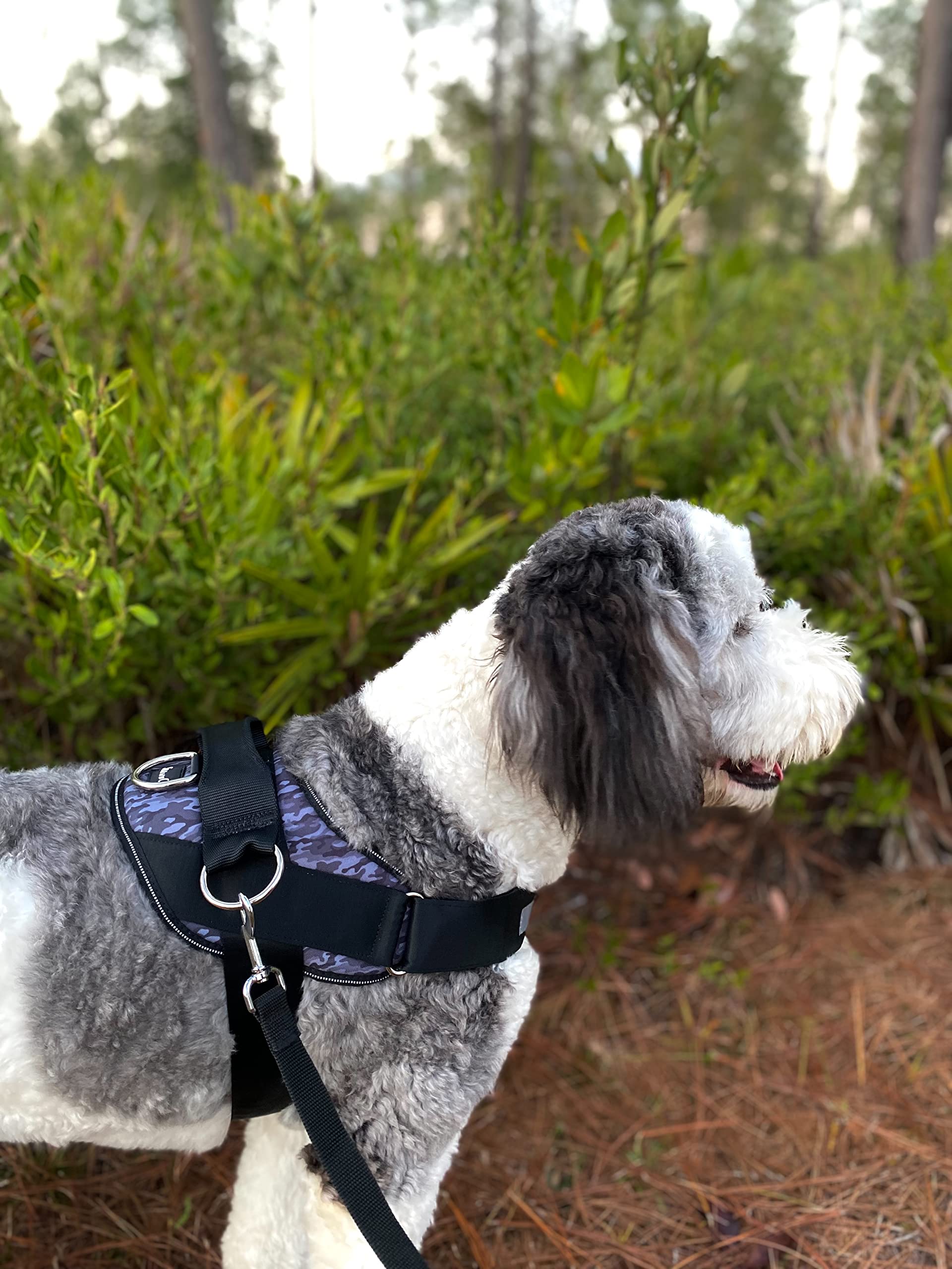 ShawnCo Essential harness features durable nylon straps and a sturdy handle.