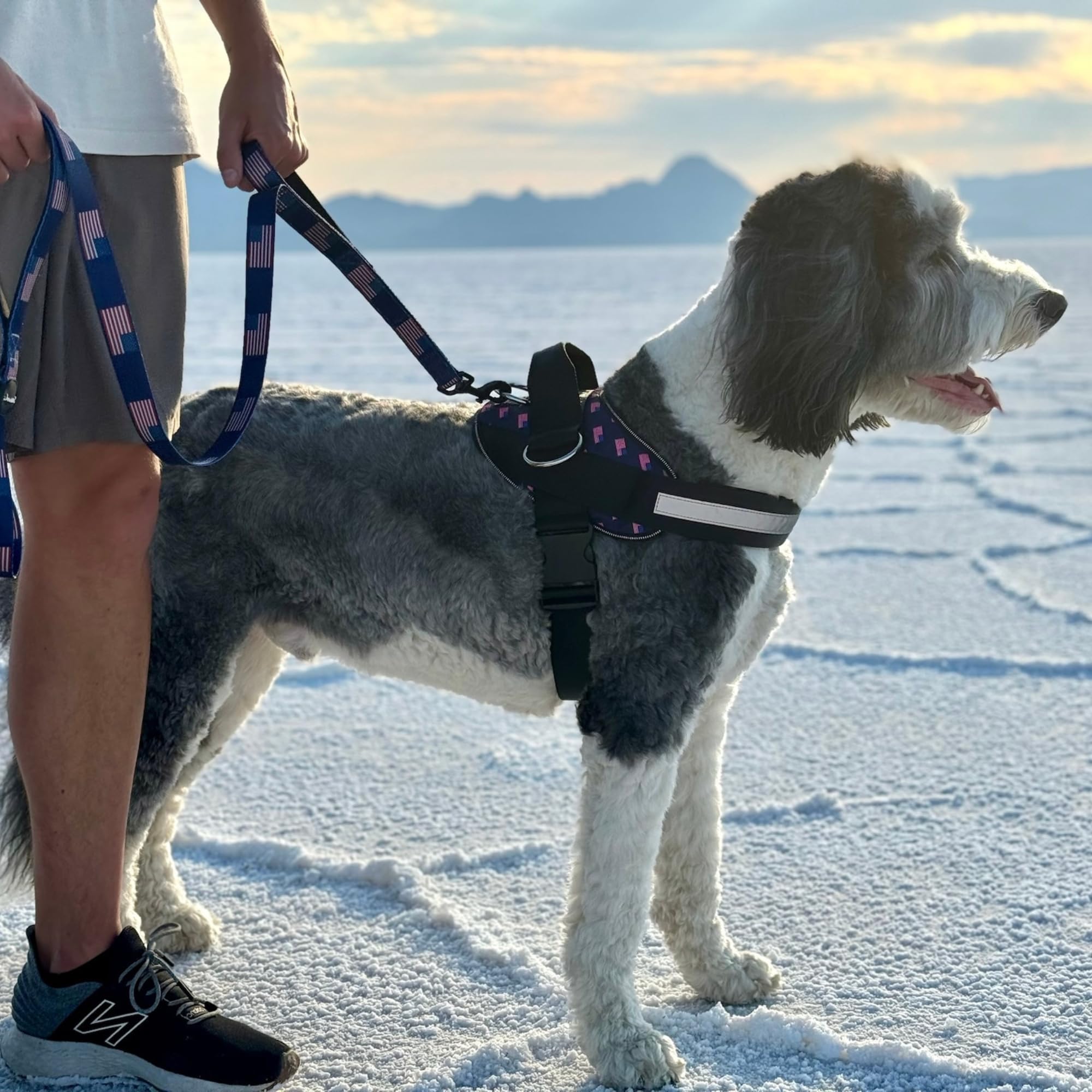 ShawnCo Essential Dog Harness durable nylon handle and straps for long-lasting use.