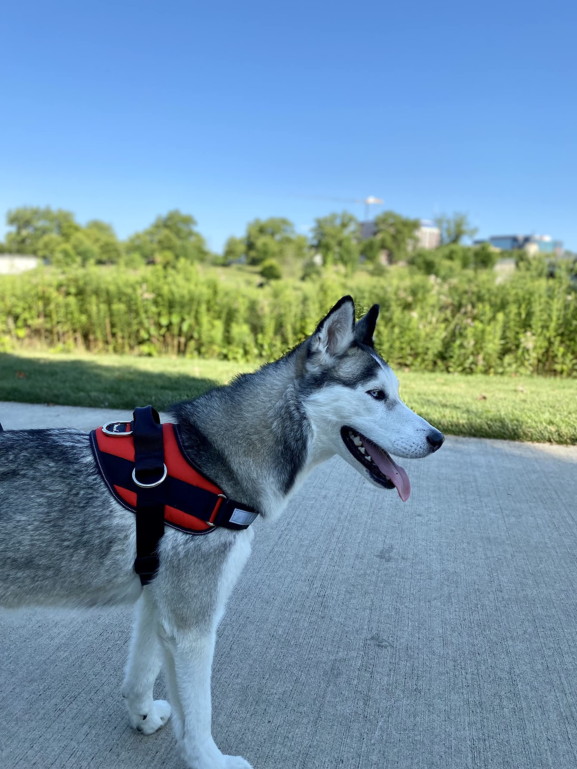 ShawnCo Essential Dog Harness includes soft mesh underside for breathable, all-day comfort.