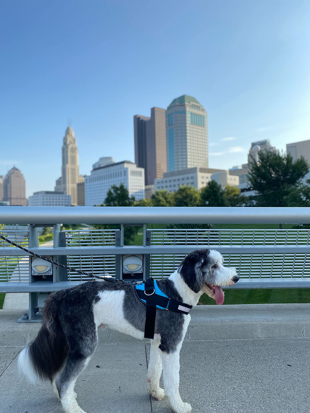 ShawnCo dog harness soft mesh underside provides comfort and breathability during long outings.