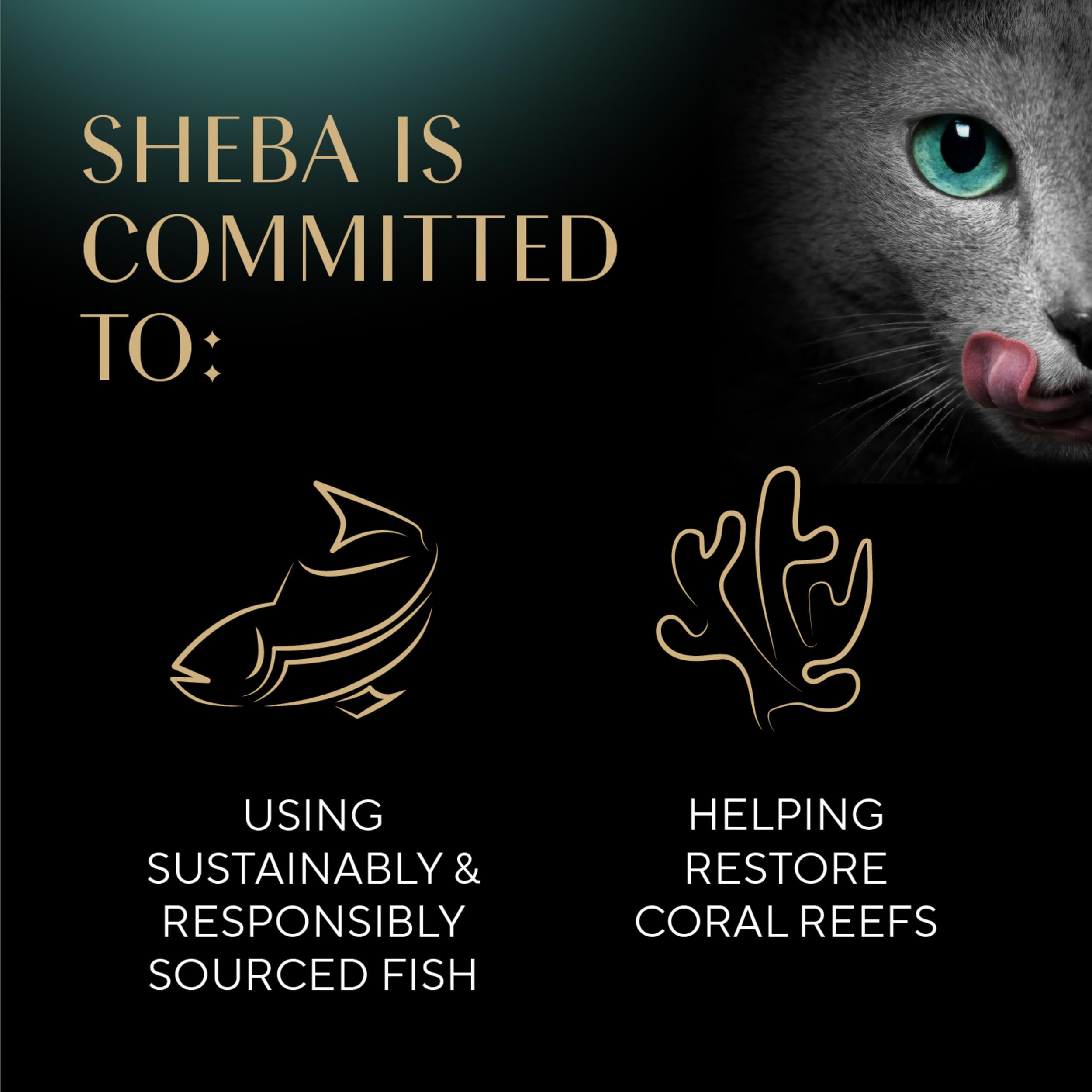 Sheba turkey entree served in a bowl, appealing and flavorful.