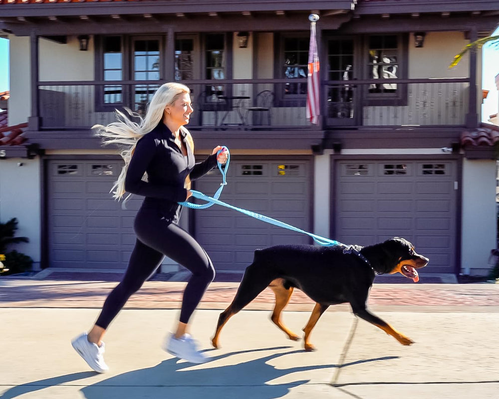 Shed Defender d-ring and P-Lock clasp showcase rugged hardware for any size dog.