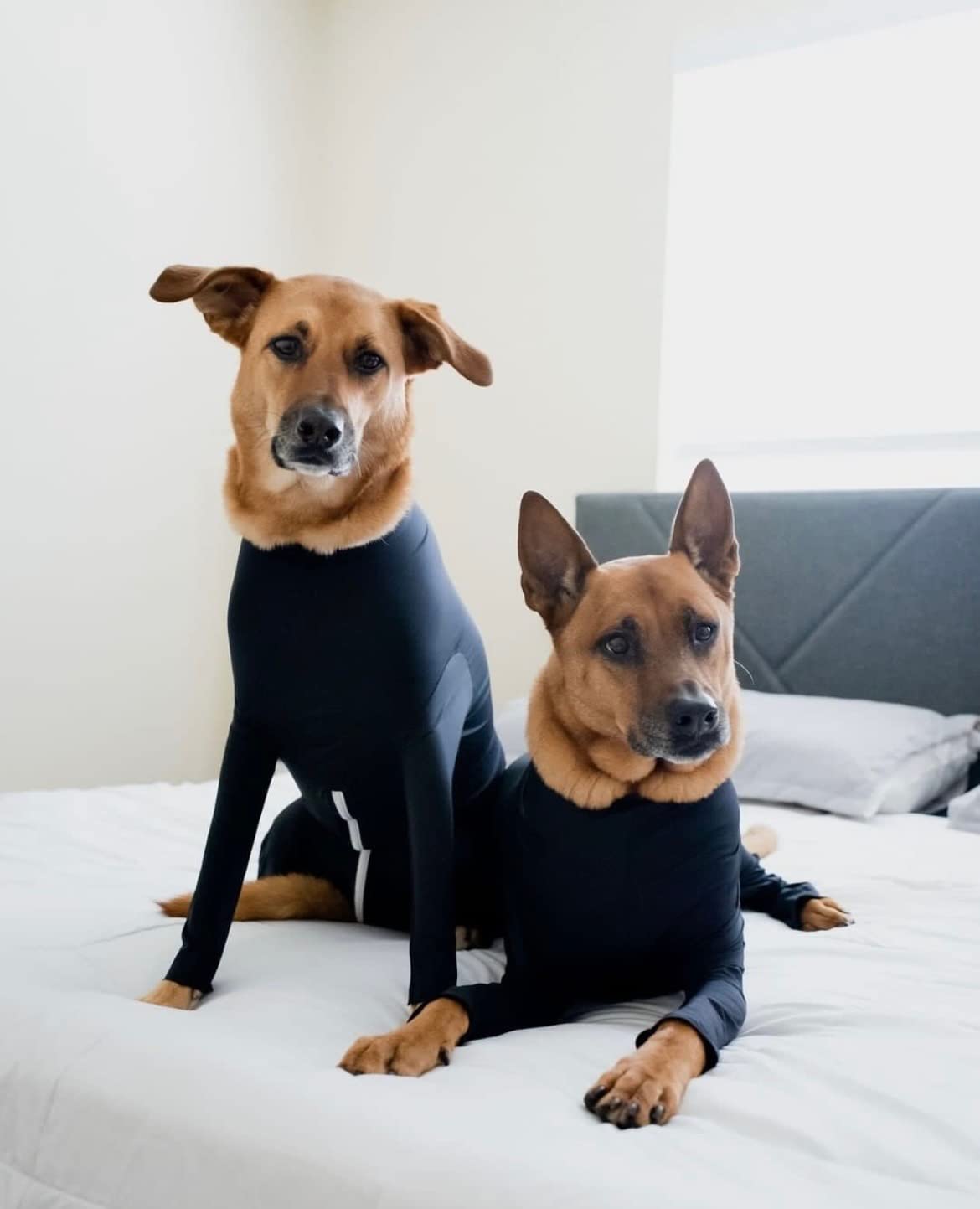 Shed Defender Sport dog onesie supports Paw It Forward and eco-friendly materials.