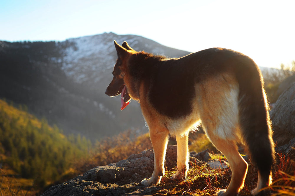 ShengKou collar highlighting 12-months continuous protection.