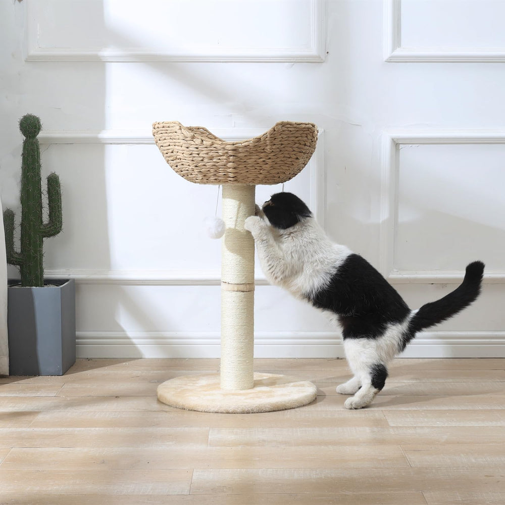 SHENGOCASE window perch action—cats enjoy aerial view and sunlight.