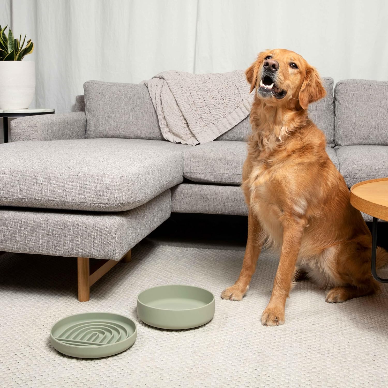 Should We Go? Food and water bowl supports versatile use for meals and hydration