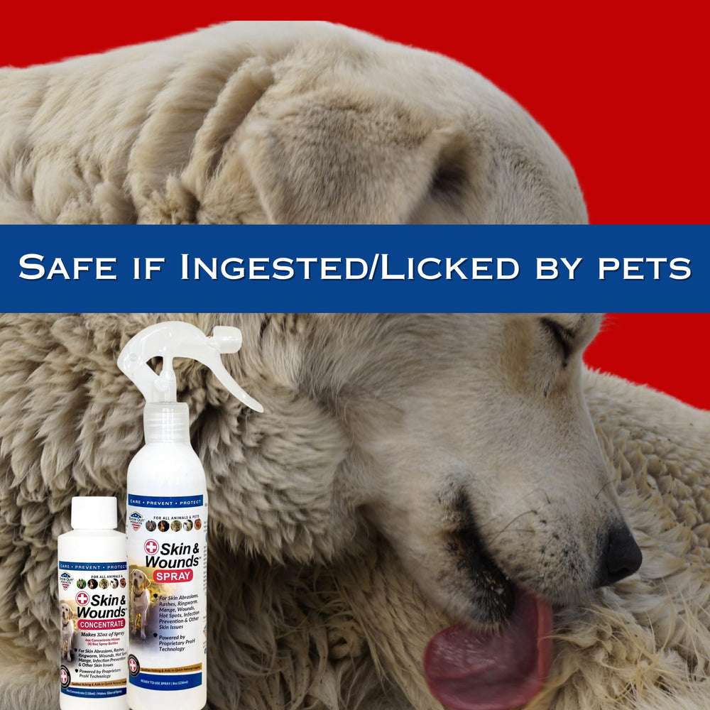 Show Out vet-approved formula emphasizes gentle canine skin care