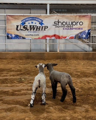 Showpro Outfitting Champions neon green lamb tube closeup shows four-way stretch for washable care.