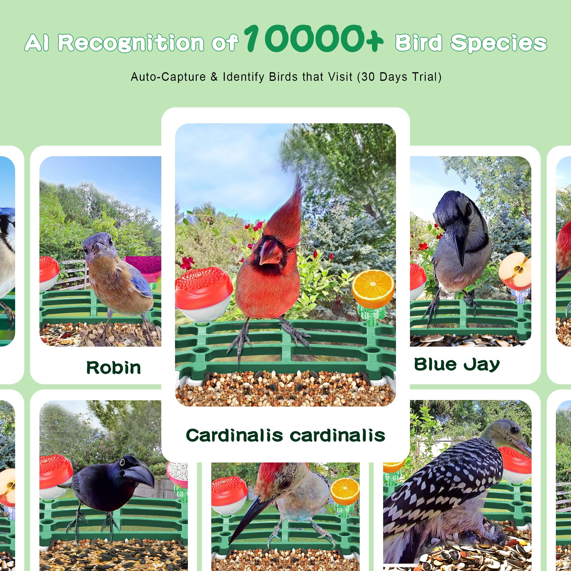Shufield Bird Feeder Camera live view lets you watch birds anytime from mobile.