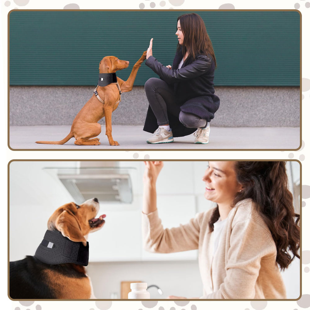 SilTriangle dog neck brace demonstrated for post-surgery use