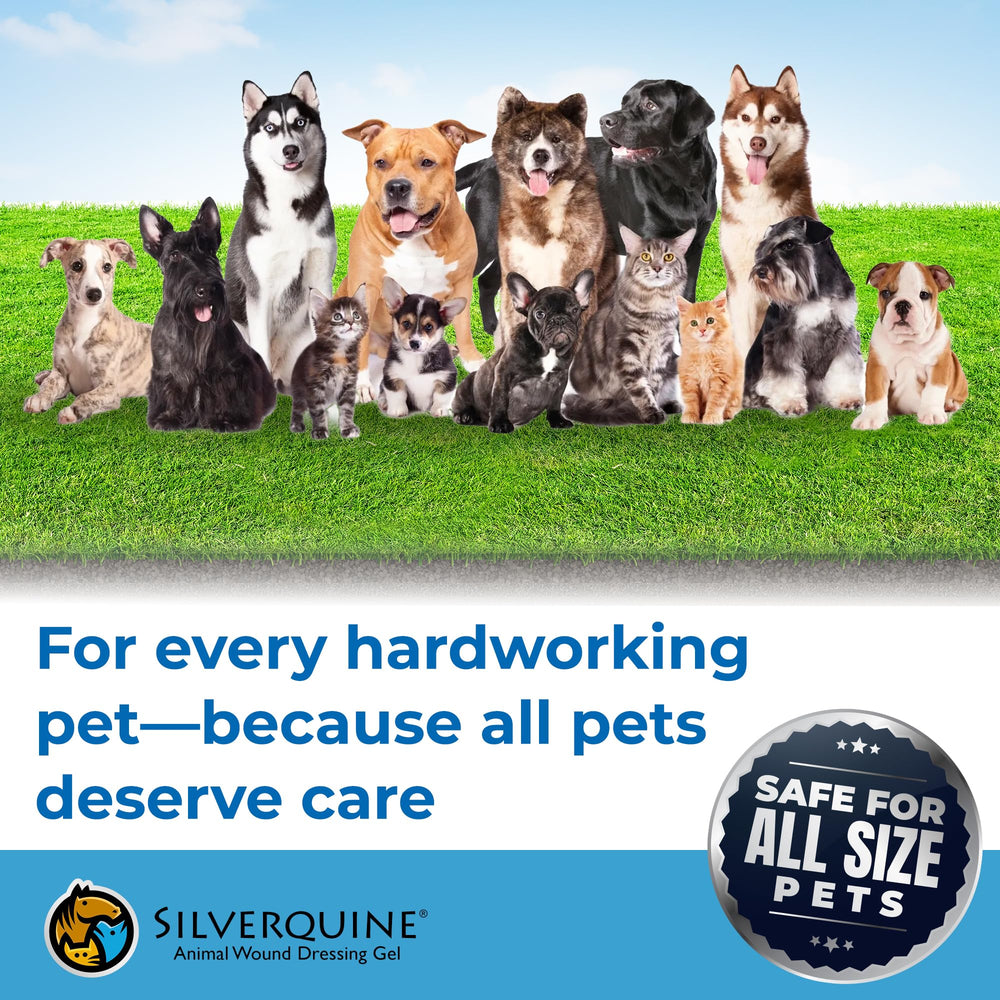 Silverquine wound care gel usage scene depicts gentle, mess-free application on a pet.