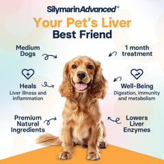 SilymarinAdvanced milk thistle dog supplement highlighting natural liver detox support