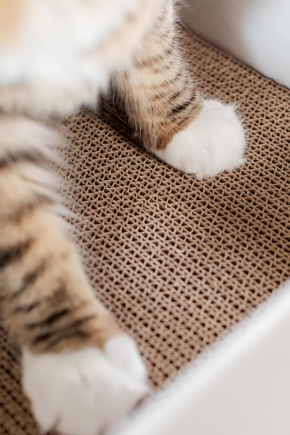 Snarky Pets Timmy XL cardboard-closeup-durability highlights durable corrugated construction.