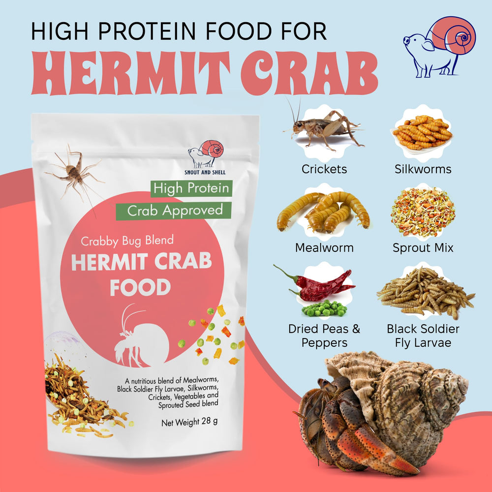 Snout and Shell hermit crab feeding scene underscores balanced nutrition and daily energy