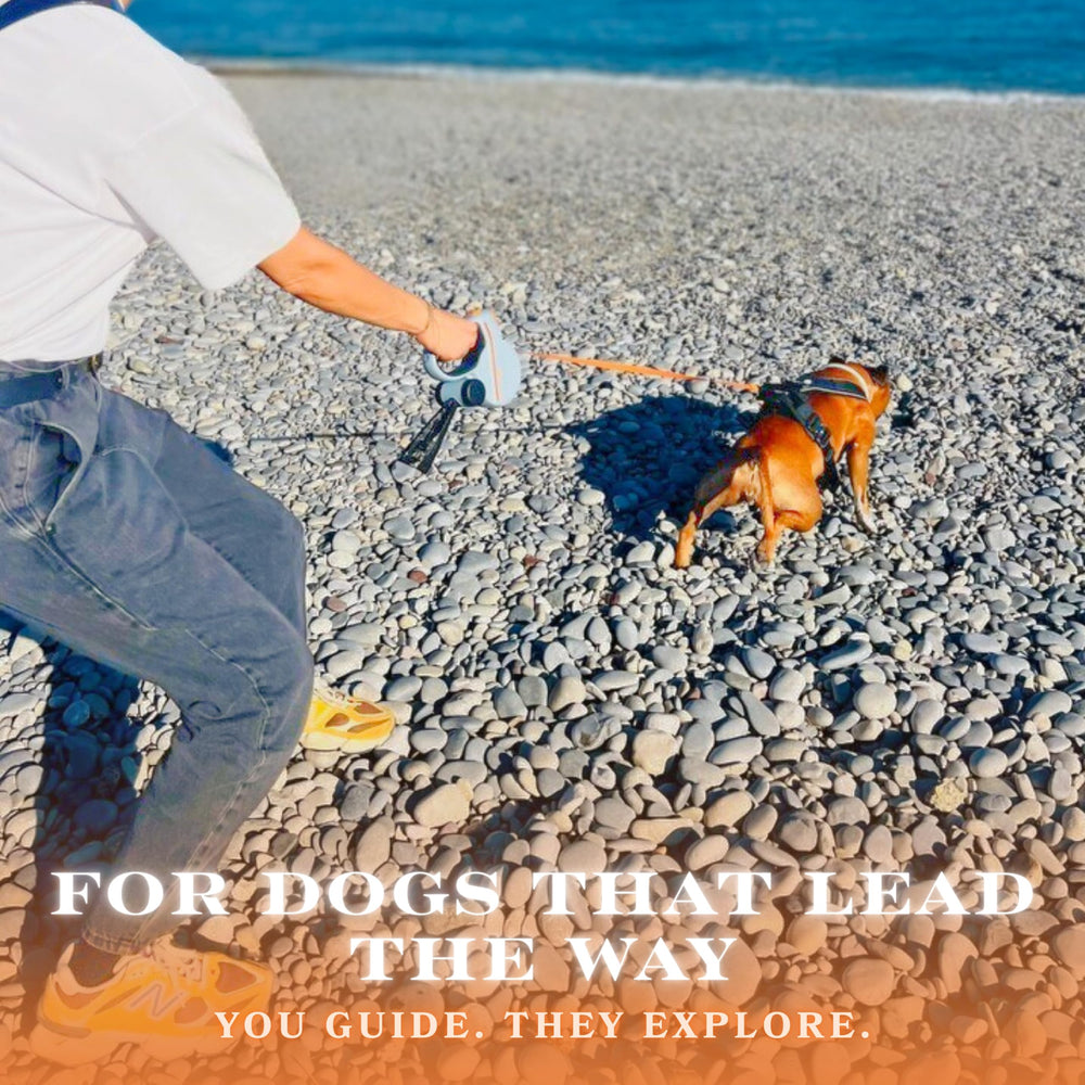 Snuggle Paws leash enhances nighttime walks with visibility and safety features