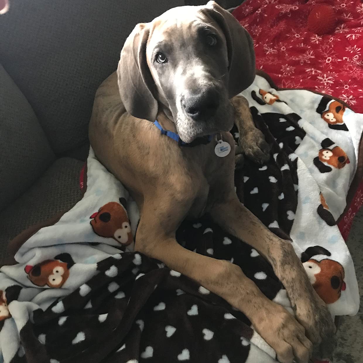 Snuggle Puppy blanket blue extra warmth for chilly nights.