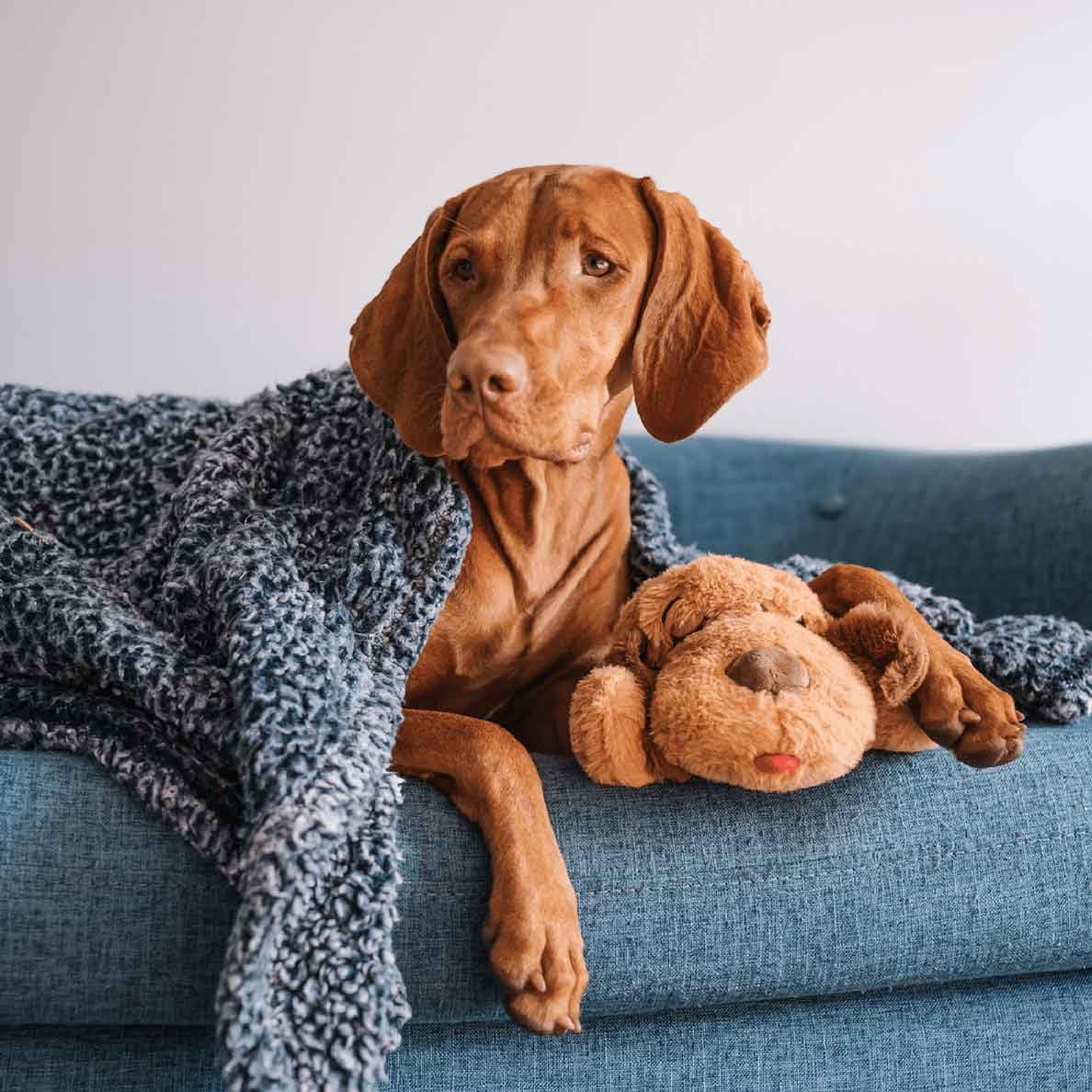 Snuggle Puppy Plus shows motion-activated heartbeat for independent calming sessions